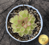 ULTRA RARE! COLLECTORS ITEM 🌟 Pinguicula Kondoi f. giant #114 * Flowering size > Exact plant pictured