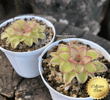ULTRA RARE! COLLECTORS ITEM 🌟 Pinguicula Kondoi f. giant #114 * Flowering size > Exact plant pictured