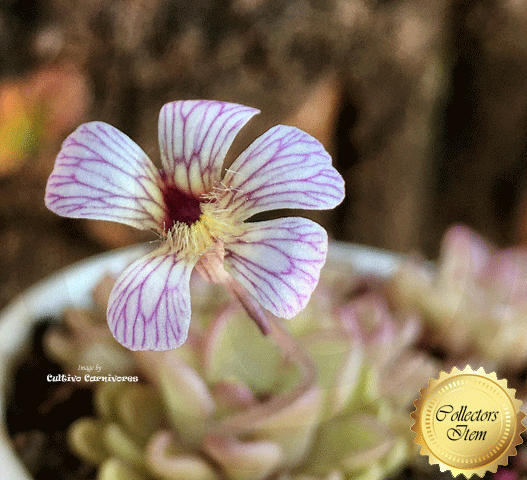 BUTTERWORT (Mexican): Pinguicula Pinguicula Kondoi for sale | Buy carnivorous plants and seeds online @ South Africa's leading online plant nursery, Cultivo Carnivores