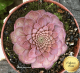 BUTTERWORT (Mexican): Pinguicula Laueana Narrow Flower Red for sale | Buy carnivorous plants and seeds online @ South Africa's leading online plant nursery, Cultivo Carnivores