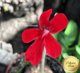 BUTTERWORT (Mexican): Pinguicula Laueana Narrow Flower Red for sale | Buy carnivorous plants and seeds online @ South Africa's leading online plant nursery, Cultivo Carnivores