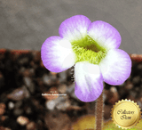 BUTTERWORT (Mexican): Pinguicula Martinezii for sale | Buy carnivorous plants and seeds online @ South Africa's leading online plant nursery, Cultivo Carnivores