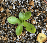 BUTTERWORT (Mexican):  Pinguicula Martinezii for sale | Buy carnivorous plants and seeds online @ South Africa's leading online plant nursery, Cultivo Carnivores