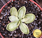 BUTTERWORT (Mexican): Pinguicula Mesophytica for sale | Buy carnivorous plants and seeds online @ South Africa's leading online plant nursery, Cultivo Carnivores