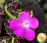 BUTTERWORT (Mexican): Pinguicula Moctezumae for sale | Buy carnivorous plants and seeds online @ South Africa's leading online plant nursery, Cultivo Carnivores