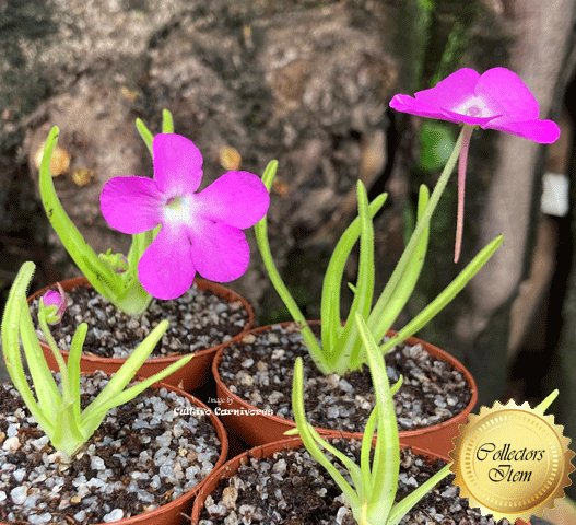 BUTTERWORT (Mexican): Pinguicula Moctezumae for sale | Buy carnivorous plants and seeds online @ South Africa's leading online plant nursery, Cultivo Carnivores