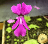RARE! COLLECTORS ITEM 🌟 Pinguicula Moranensis loc Chichicastenango, Guatemala #134 * Flowering size > Exact plant pictured