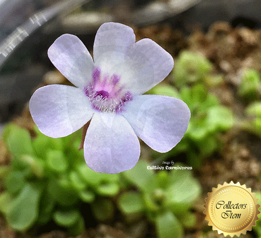 BUTTERWORT (Mexican): Pinguicula Rotundiflora x Gracilis for sale | Buy carnivorous plants and seeds online @ South Africa's leading online plant nursery, Cultivo Carnivores