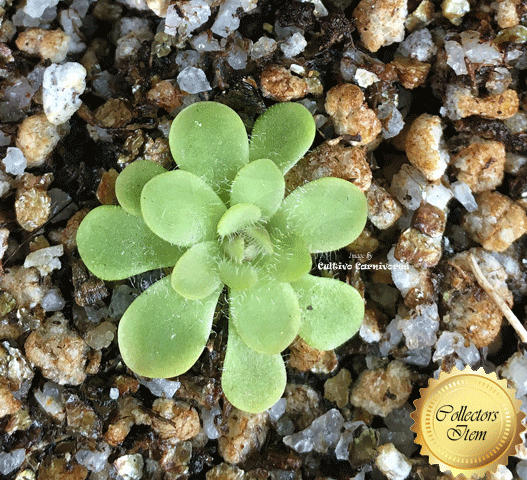 BUTTERWORT (Mexican): Pinguicula Rotundiflora x Gracilis for sale | Buy carnivorous plants and seeds online @ South Africa's leading online plant nursery, Cultivo Carnivores