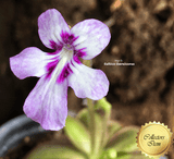 BUTTERWORT (Mexican): Pinguicula spec ANPA C for sale | Buy carnivorous plants and seeds online @ South Africa's leading online plant nursery, Cultivo Carnivores