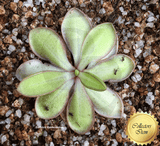 BUTTERWORT (Mexican): Pinguicula spec ANPA C for sale | Buy carnivorous plants and seeds online @ South Africa's leading online plant nursery, Cultivo Carnivores
