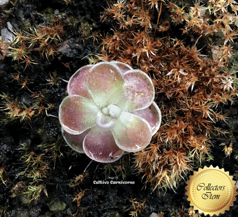 BUTTERWORT (Mexican): Pinguicula spec. El Mirador for sale | Buy carnivorous plants and seeds online @ South Africa's leading online plant nursery, Cultivo Carnivores
