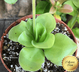 BUTTERWORT (Mexican):  Pinguicula Agnata x Zecheri for sale | Buy carnivorous plants and seeds online @ South Africa's leading online plant nursery, Cultivo Carnivores