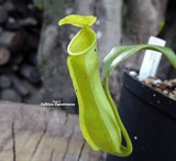 TROPICAL PITCHER PLANT: Nepenthes Reinwardtiana (PLANT C)