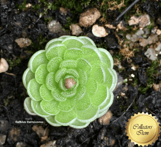 RARE! MEXICAN BUTTERWORT: Pinguicula Jaumavensis {L90-14} * Best Carnivorous Plants, CZ