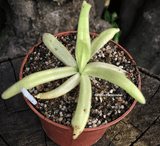 ⛱️ SUMMER BASH SALE ☀️ 5 x Pinguicula Gigantea x Moctezumae