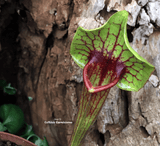 TRUMPET PITCHER:  Sarracenia x Catesbaei (Special Hybrid) for sale | Buy carnivorous plants and seeds online @ South Africa's leading online plant nursery, Cultivo Carnivores