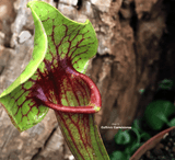 TRUMPET PITCHER:  Sarracenia x Catesbaei (Special Hybrid) for sale | Buy carnivorous plants and seeds online @ South Africa's leading online plant nursery, Cultivo Carnivores