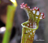 TRUMPET PITCHER:  Sarracenia Leucophylla, Mostly Red & White Tops for sale | Buy carnivorous plants and seeds online @ South Africa's leading online plant nursery, Cultivo Carnivores