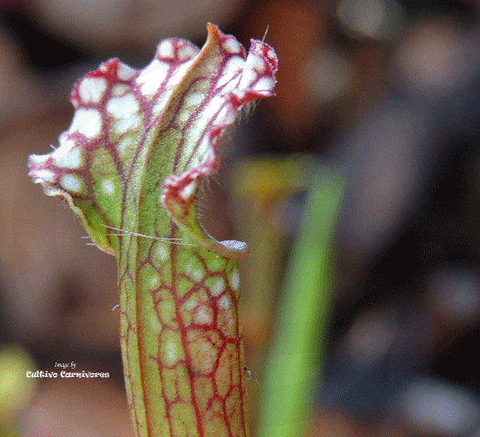 TRUMPET PITCHER:  Sarracenia Leucophylla, Mostly Red & White Tops for sale | Buy carnivorous plants and seeds online @ South Africa's leading online plant nursery, Cultivo Carnivores