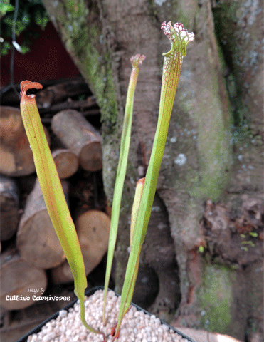 TRUMPET PITCHER:  Sarracenia Leucophylla, Mostly Red & White Tops for sale | Buy carnivorous plants and seeds online @ South Africa's leading online plant nursery, Cultivo Carnivores