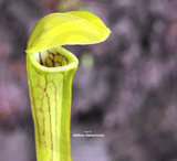 TRUMPET PITCHER:  Sarracenia Nandipha for sale | Buy carnivorous plants and seeds online @ South Africa's leading online plant nursery, Cultivo Carnivores