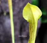 TRUMPET PITCHER:  Sarracenia Nandipha for sale | Buy carnivorous plants and seeds online @ South Africa's leading online plant nursery, Cultivo Carnivores