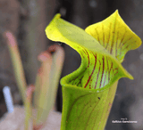 TRUMPET PITCHER:  Sarracenia Alata (The Pale Pitcher Plant) for sale | Buy carnivorous plants and seeds online @ South Africa's leading online plant nursery, Cultivo Carnivores