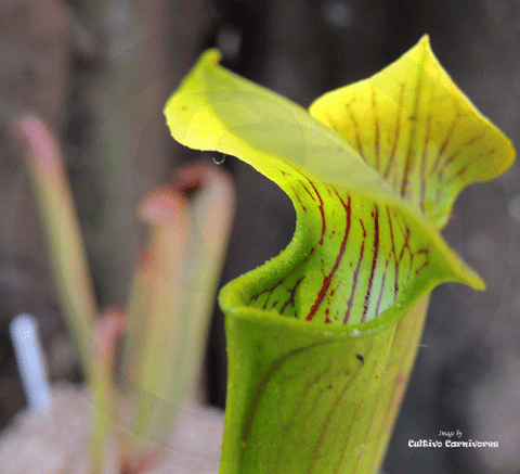 TRUMPET PITCHER:  Sarracenia Alata (The Pale Pitcher Plant) for sale | Buy carnivorous plants and seeds online @ South Africa's leading online plant nursery, Cultivo Carnivores
