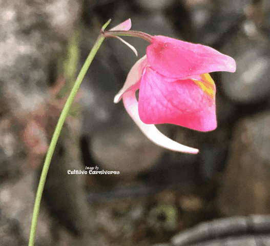 Utricularia Quelchii (Llu Tepui) • Rare Epiphytic Bladderwort • Original BCP Import