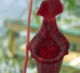 RARE! TROPICAL PITCHER PLANT: Nepenthes N. Lowii x Ventricosa red ex C.Klein > 1 Plant only!