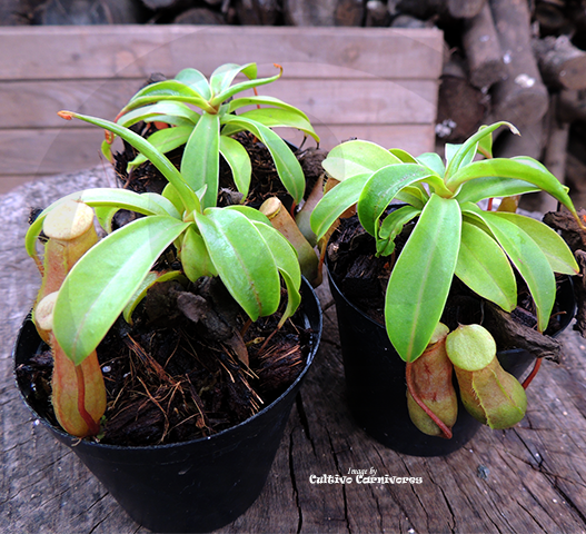 TROPICAL PITCHER:  Cultivo's mixed Nepenthes * Various sizes