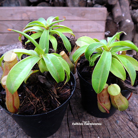 Nepenthes Pitcher Plants for Sale South Africa | Cultivo Carnivores Nepenthes Pitcher Plants for Sale South Africa | Cultivo Carnivores