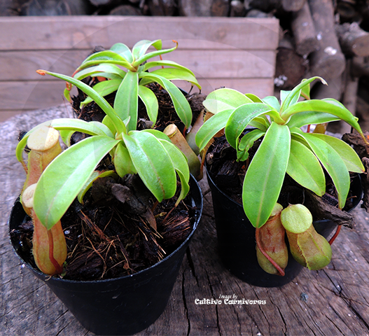 Cultivo's Mixed Nepenthes • Various sizes • Seed grown originals & Beginner-friendly clones
