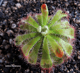 SUNDEW: Drosera Aliciae (The Alice Sundew) for sale | Buy carnivorous plants and seeds online @ South Africa's leading online plant nursery, Cultivo Carnivores