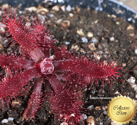 Sundew:  Drosera Ascendens for sale | Buy carnivorous plants and seeds online @ South Africa's leading online plant nursery, Cultivo Carnivores