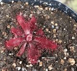 Sundew:  Drosera Ascendens for sale | Buy carnivorous plants and seeds online @ South Africa's leading online plant nursery, Cultivo Carnivores