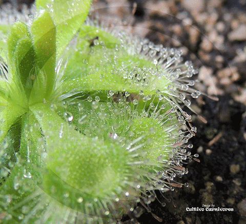 Sundew:  Drosera Burmannii - Beerwah All Green for sale | Buy carnivorous plants and seeds online @ South Africa's leading online plant nursery, Cultivo Carnivores