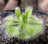 Sundew:  Drosera Burmannii - Beerwah All Green for sale | Buy carnivorous plants and seeds online @ South Africa's leading online plant nursery, Cultivo Carnivores