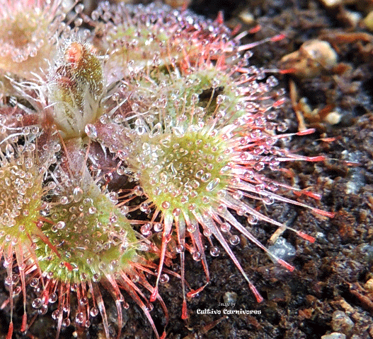 Sundew:  Drosera Burmannii loc Central Sulawesi for sale | Buy carnivorous plants and seeds online @ South Africa's leading online plant nursery, Cultivo Carnivores