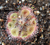 Sundew:  Drosera Burmannii loc Central Sulawesi for sale | Buy carnivorous plants and seeds online @ South Africa's leading online plant nursery, Cultivo Carnivores