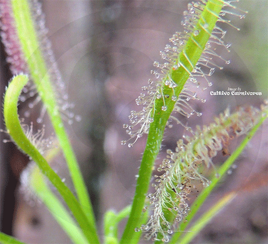 Drosera capensis 'alba' - plante carnivore