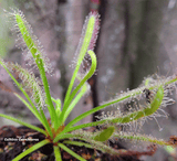 SUNDEW: Drosera Capensis, White form for sale | Buy carnivorous plants and seeds online @ South Africa's leading online plant nursery, Cultivo Carnivores