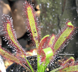 Sundew:  Drosera Capensis - Wide Leaf for sale | Buy carnivorous plants and seeds online @ South Africa's leading online plant nursery, Cultivo Carnivores