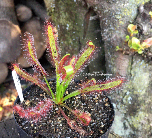 Sundew:  Drosera Capensis - Wide Leaf for sale | Buy carnivorous plants and seeds online @ South Africa's leading online plant nursery, Cultivo Carnivores