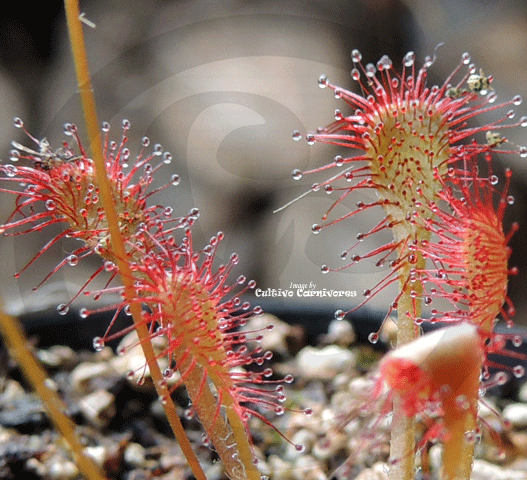 SUNDEW: Drosera Capillaris - Pasco Giant for sale | Buy carnivorous plants and seeds online @ South Africa's leading online plant nursery, Cultivo Carnivores