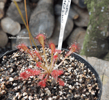 SUNDEW: Drosera Capillaris - Pasco Giant for sale | Buy carnivorous plants and seeds online @ South Africa's leading online plant nursery, Cultivo Carnivores