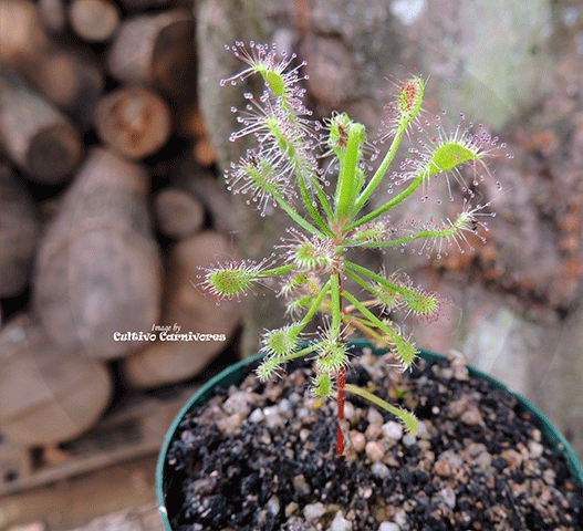 SUNDEW: Drosera Madagascariensis for sale | Buy carnivorous plants and seeds online @ South Africa's leading online plant nursery, Cultivo Carnivores