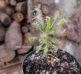 SUNDEW: Drosera Madagascariensis for sale | Buy carnivorous plants and seeds online @ South Africa's leading online plant nursery, Cultivo Carnivores