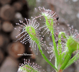 SUNDEW: Drosera Madagascariensis for sale | Buy carnivorous plants and seeds online @ South Africa's leading online plant nursery, Cultivo Carnivores